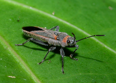 Arocatus rusticus