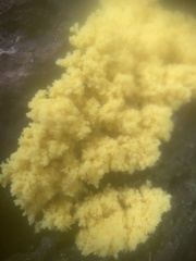 Chrysothrix xanthina