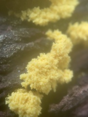 Chrysothrix xanthina