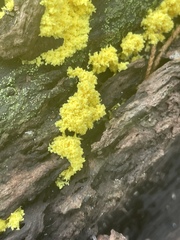 Chrysothrix xanthina