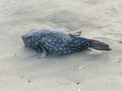 Arothron reticularis