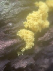 Chrysothrix xanthina