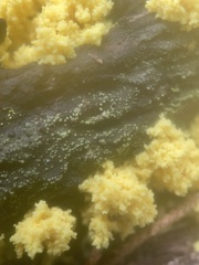 Chrysothrix xanthina