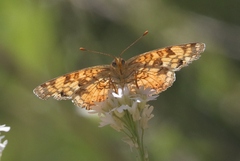 Phyciodes pallida