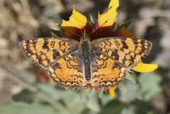 Phyciodes pallida