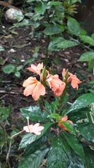Crossandra