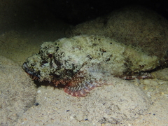 Scorpaenopsis oxycephalus