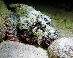 Scorpaenopsis oxycephalus