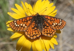Euphydryas anicia capella