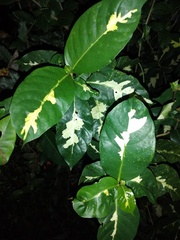 Graptophyllum