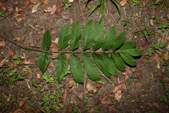 Dysoxylum rufum