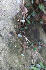 Trachelospermum asiaticum