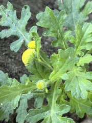 Grangea maderaspatana