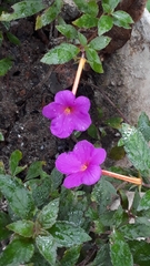 Achimenes