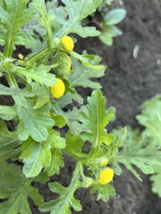 Grangea maderaspatana