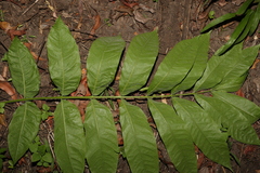 Dysoxylum rufum