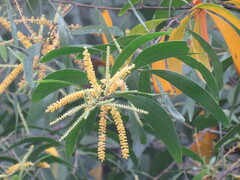 Acacia auriculiformis