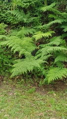 Alectura lathami lathami