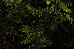 Dysoxylum rufum