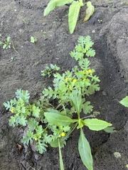 Grangea maderaspatana