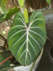 Philodendron gloriosum