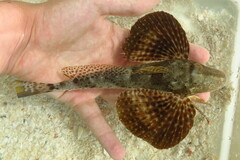 Prionotus scitulus