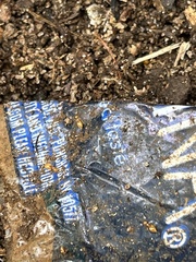 Crematogaster minutissima