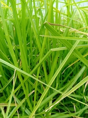 Cenchrus clandestinus