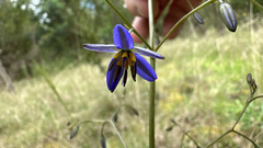 Dianella