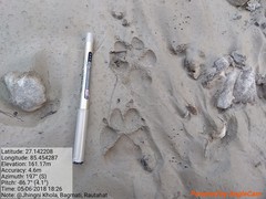 Hyaena hyaena