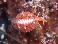 Pseudopusula californiana
