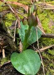 Chiloglottis