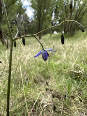 Dianella
