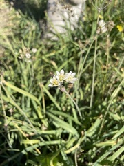 Nothoscordum