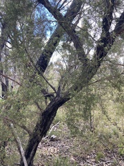 Leptospermum trinervium