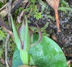 Chiloglottis