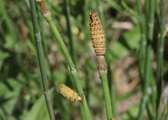 Equisetum laevigatum