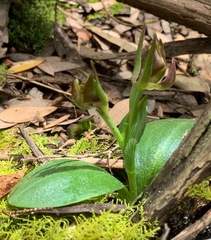 Chiloglottis