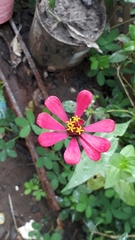 Zinnia