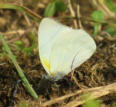 Appias epaphia contracta