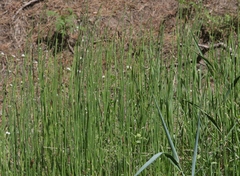 Equisetum laevigatum