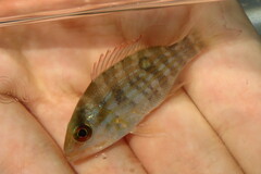 Lutjanus synagris