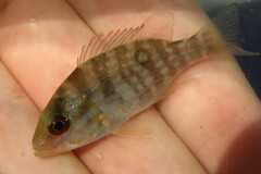 Lutjanus synagris