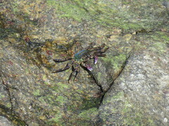 Grapsus