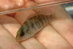 Lutjanus synagris