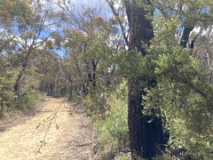 Leptospermum trinervium