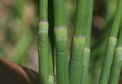 Equisetum laevigatum