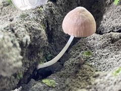 Favolaschia manipularis