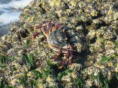 Grapsus