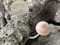 Favolaschia manipularis